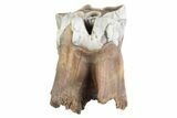 Fossil Woolly Rhino (Coelodonta) Tooth - Siberia #370952-1